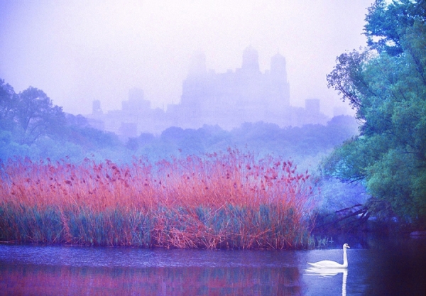 Photograph Mitchell Funk Central Park Swan on One Eyeland